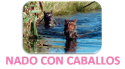 NADO CON CABALLOS